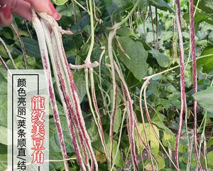 如何留种子——豆角篇（掌握简单技巧）