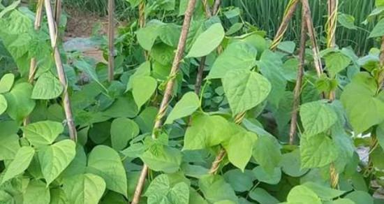 地豆角种植全攻略（掌握种植时间和方法）