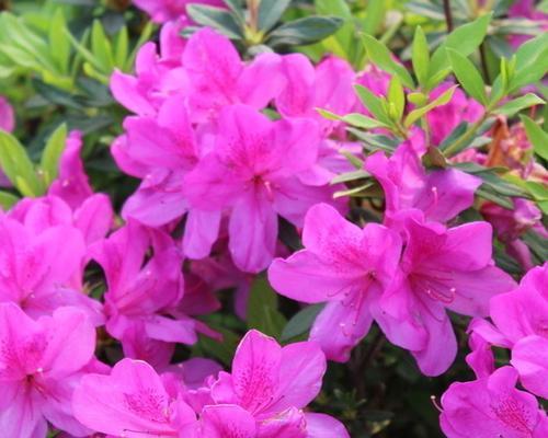 杜鹃花开花温度之全面解析（探究杜鹃花开花温度的关键因素）