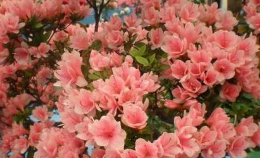 杜鹃有毒吗（植物毒性的了解与应对策略）