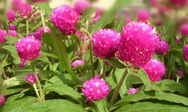 短日照花卉的种植和养护（掌握短日照花卉的养殖技巧）