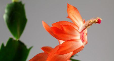 红花开花时间长（红花开花时间、成长环境、照顾技巧详解）