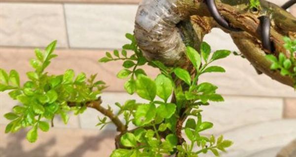 节白蜡的养殖方法和注意事项（打造节白蜡产业的四大关键）