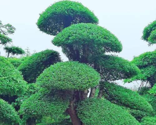 对节白蜡是常绿植物吗（探究对节白蜡的叶子特征及生长环境）