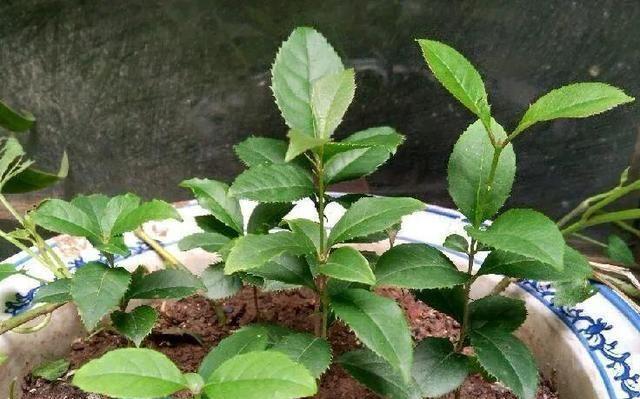 多菌灵是否适合浇灌桂花树（多菌灵的作用）