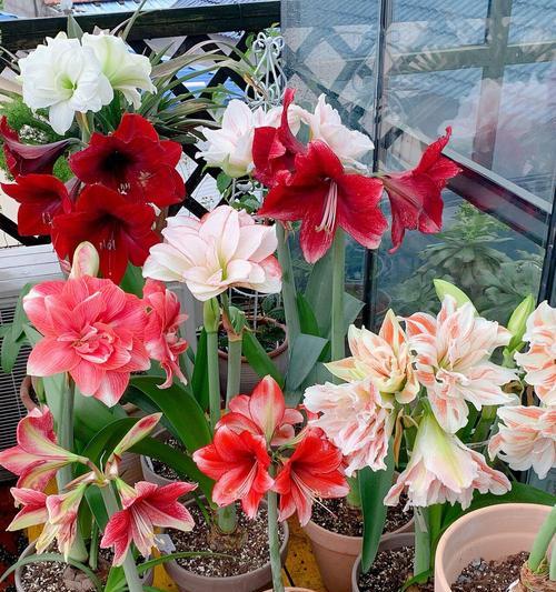 多菌灵能否浇花——以玫瑰花为例（多菌灵的适用范围与使用方法）
