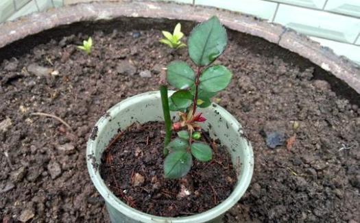 多菌灵浇花攻略（让你的花草健康成长）