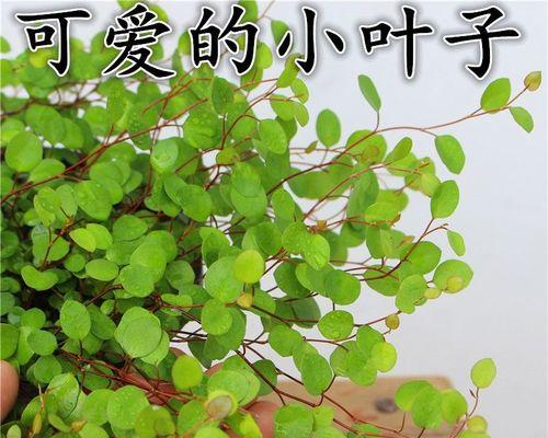 多年生草本花卉的品种及养护方法（打造美丽庭院）
