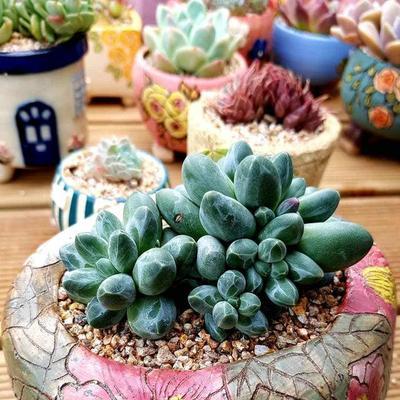 多肉植物的生长习性特点与生长过程特性是什么？多肉植物成长的奥秘是什么？