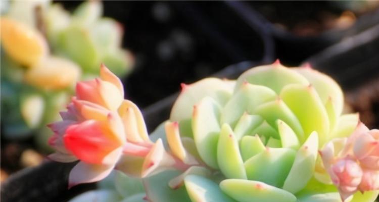 多肉植物怎么养护？简单易学的养护方法有哪些？
