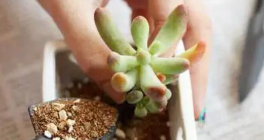多肉换盆后怎么浇水？如何合理浇水？