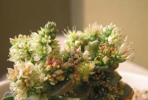 多肉植物开花的奥秘是什么？为什么颜色与样子变幻无穷？