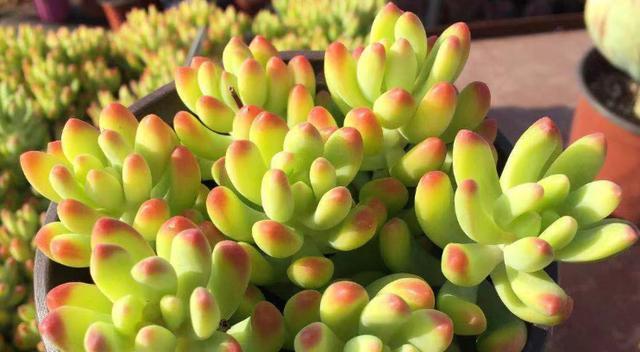 多肉植物是不是草本植物？多肉真正的面貌是什么？