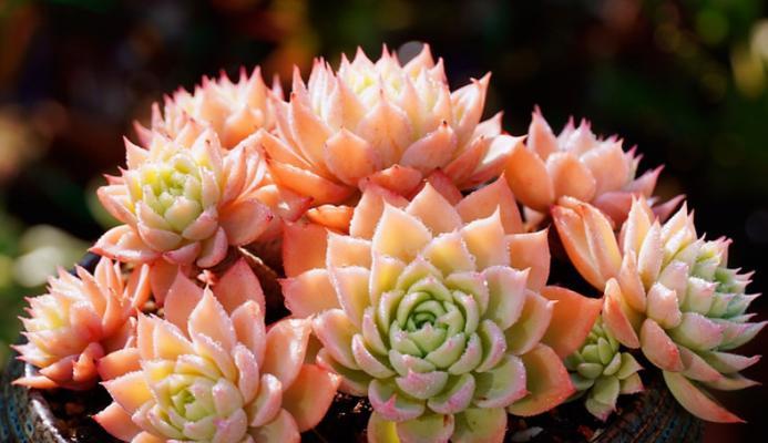多肉植物栽种的最佳季节是什么时候？多肉植物怎么培植？