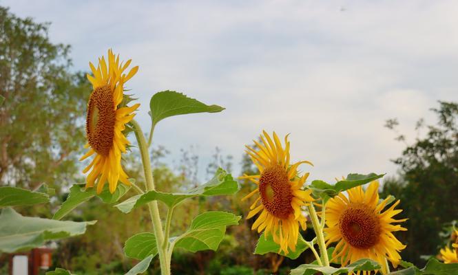 葵花（葵花的象征意义及寓意解读）