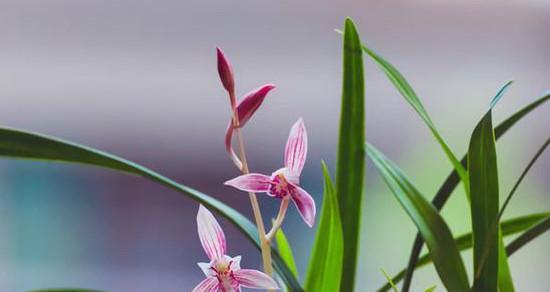 兰花的花语和寓意（探寻兰花所代表的美丽和高贵）