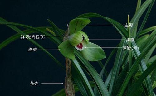 兰科植物的主要特征及代表植物以兰科为主题的研究（探索兰科植物的奇妙世界）