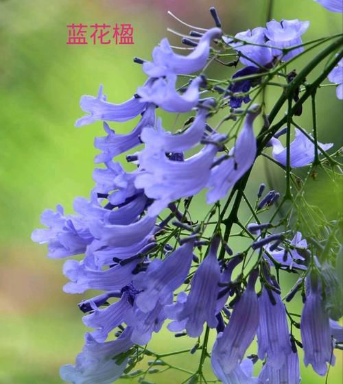 以蓝桉的花语与开花特点（探究以蓝桉的花语与开花形态的奥秘）