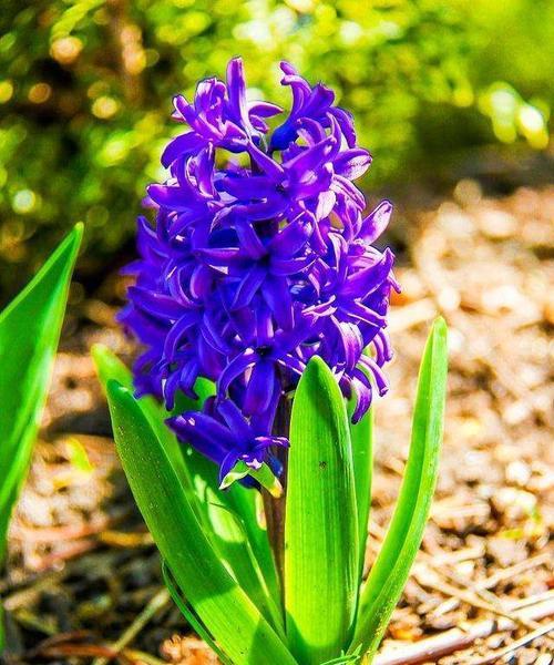 蓝色风信子花语（探秘蓝色风信子的代表意义和象征力）