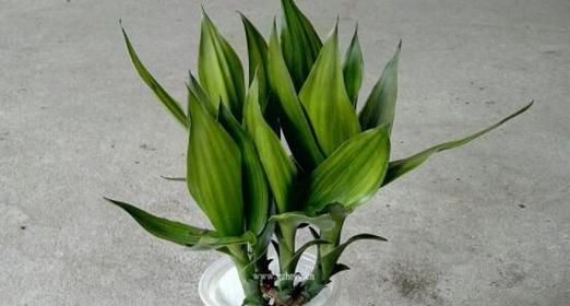 莲花竹的风水寓意与象征（揭开莲花竹的神秘面纱）
