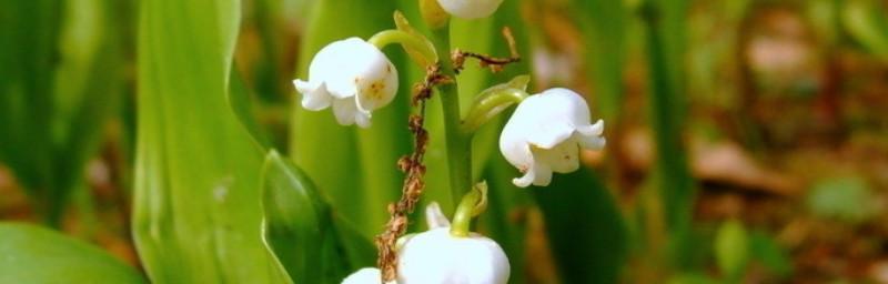 铃兰花（花开的铃声中）
