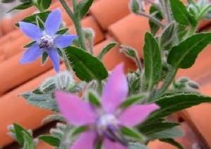 琉璃苣的花语和寓意（探索琉璃苣的神秘花语）