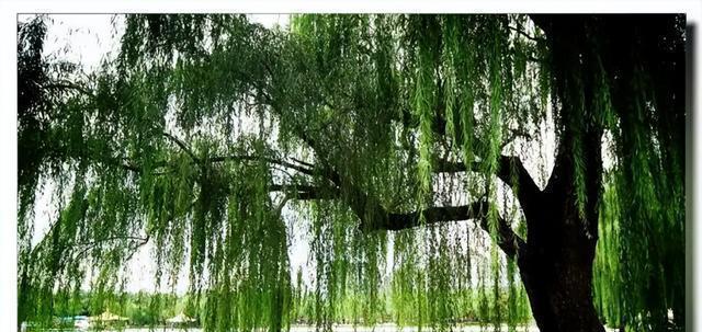 柳树的寓意与象征风水（解读柳树的灵性与繁荣之道）