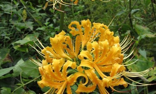 龙爪花（探寻龙爪花的美丽与神秘/神秘的龙爪花之谜）