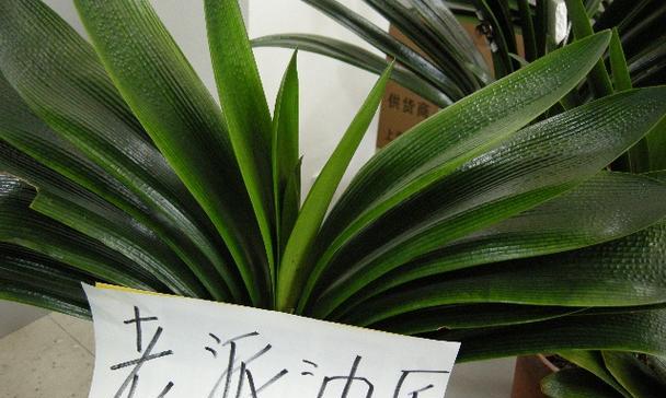 长春市花君子兰的花语寓意解读（探索君子兰花语与长春市的深刻内涵）