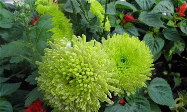 绿色菊花的象征意义及文化内涵（探索绿色菊花在不同文化中的象征意义）