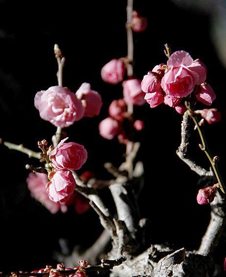 以梅花能代表什么人（解读梅花的象征意义与人格特质）