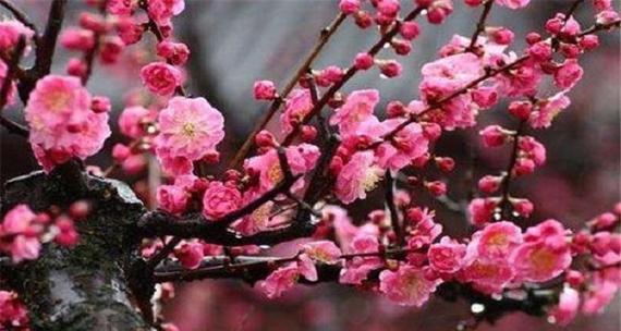 梅花的多彩与寓意（探寻梅花的五种颜色与吉祥寓意）