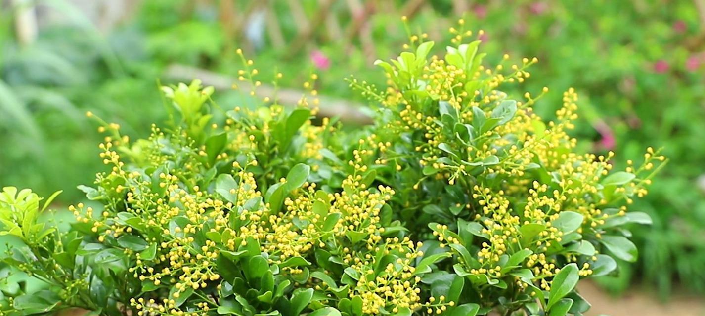 米兰花语的意义与传达（用花语传递感情的艺术之美）
