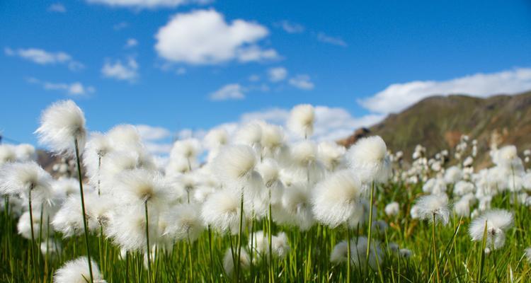 棉花代表生肖的奥秘（探寻生肖与棉花的神秘联结）