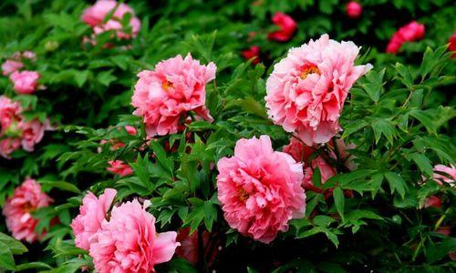 牡丹菊的花语和寓意（解读花海中的牡丹菊）