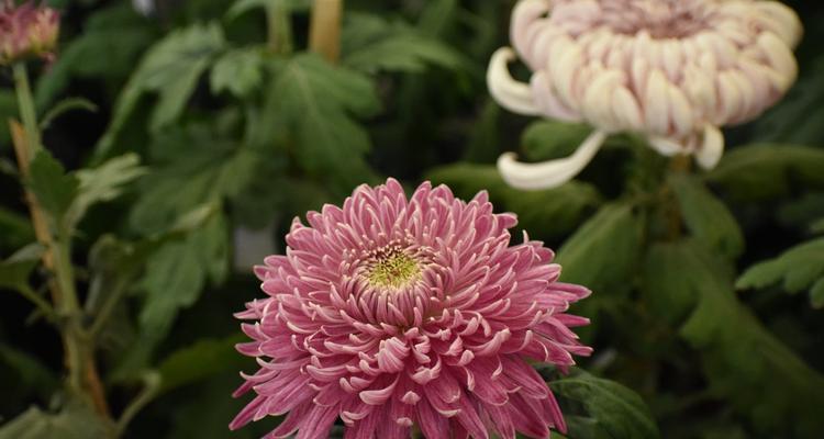 南通市花——菊花的象征与意义（探寻南通市花菊花的文化内涵与特色）