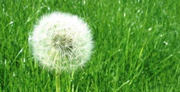 蒲公英的花语与寓意（盛开在风中的勇气与自由）