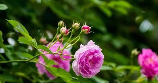 蔷薇花的美丽与寓意（探寻蔷薇花的花语与意义）