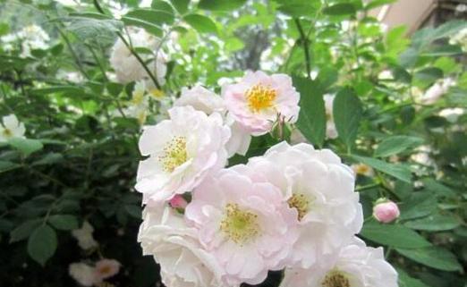 橘色蔷薇花语（探索橘色蔷薇的鲜艳之美及代表意义）
