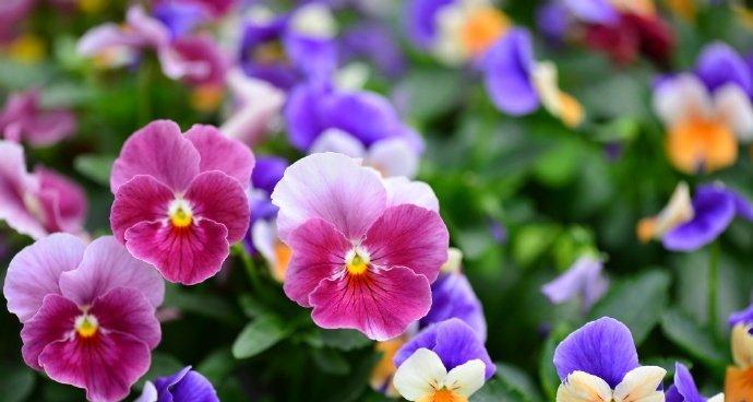 三色堇的花语与象征意义解读（探寻三色堇的花语与象征意义）