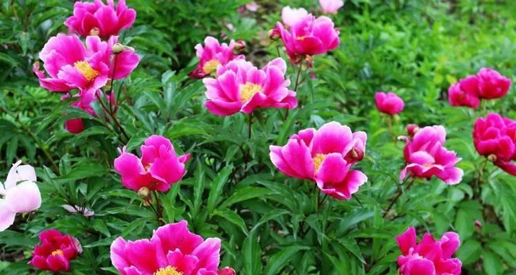 芍药花的花语及代表意义（探寻芍药花的深层魅力）