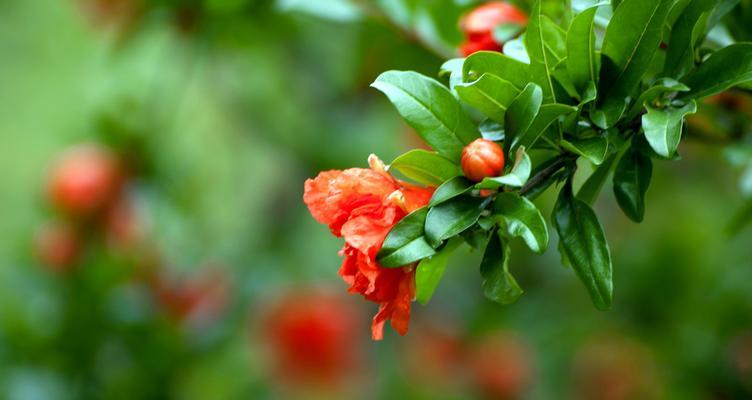 以石榴花代表生肖——探寻十二生肖与石榴花的奇妙联系（十二生肖中的关键生肖对应的石榴花象征意义解析）
