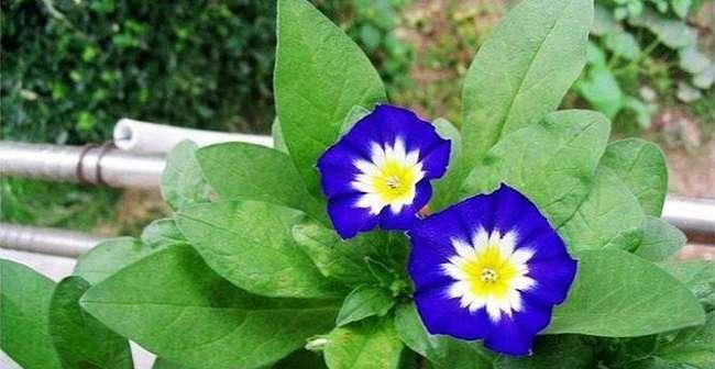以玫瑰花代表爱而不得的痛楚（玫瑰花的绽放）