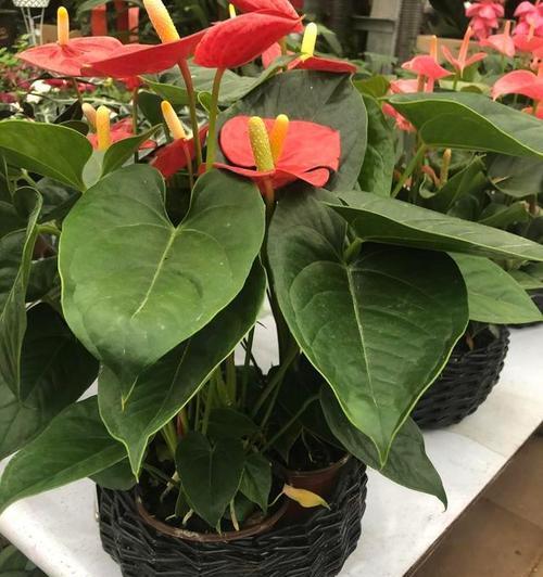 花开财源，富贵如花（以什么花代表发财）