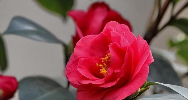 以雏菊代表放弃的爱（青春的告别）