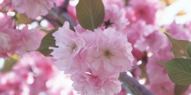 以菊花寓意放弃感情——一朵鲜花背后的坚强（菊花的坚强与放弃之美）