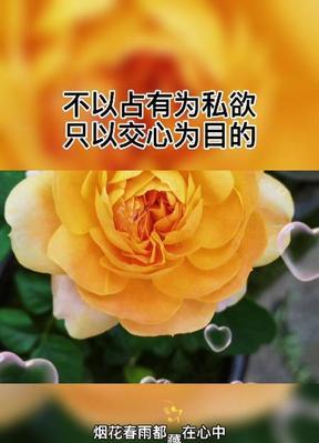 用牡丹花象征红颜知己（牡丹花之美与红颜知己的珍贵友谊）
