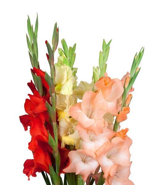 以菊花代表老师（教师的坚韧与智慧）