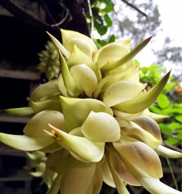 清明节的象征花——菊花的寓意与文化（以菊花为主角）