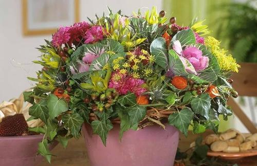 花语代表浪漫的是什么花？探索花语